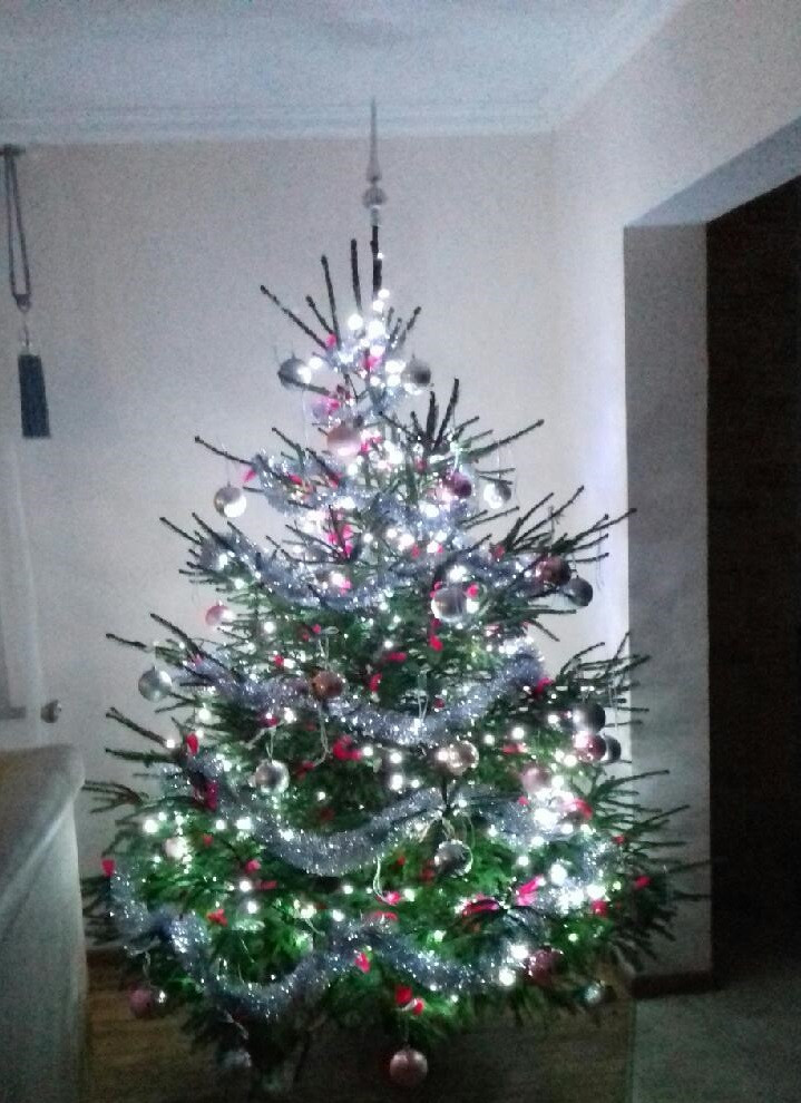 Tworzymy galerię choinek. Pochwal się swoim świątecznym drzewkiem!