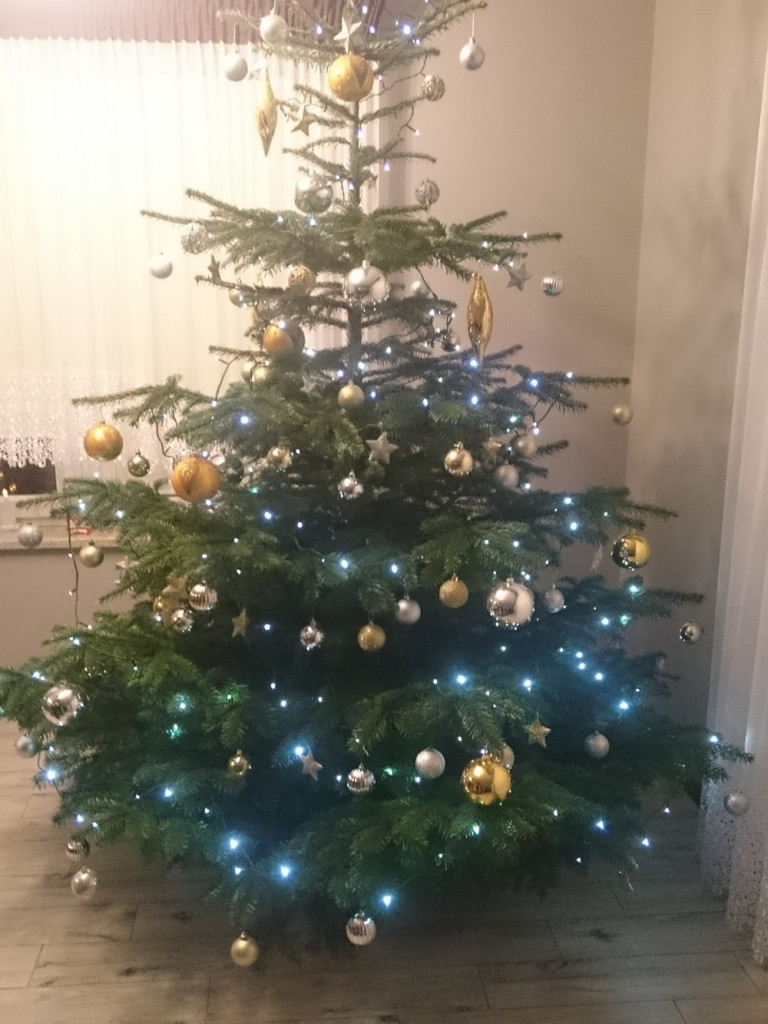 Tworzymy galerię choinek. Pochwal się swoim świątecznym drzewkiem!