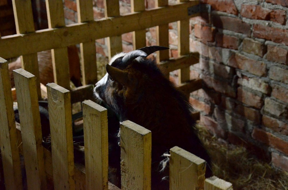 Żywa szopka w Mirachowie i tradycyjne szopki w kościołach