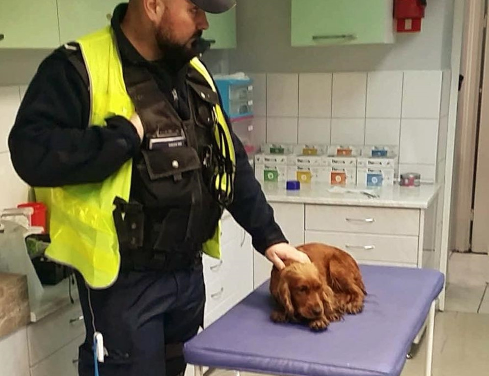 Kartuzy. Policjanci z Gdańska uratowali potrąconego psa. Spaniel wraca już do domu
