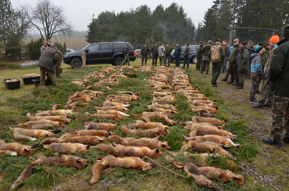 Kolejny pokot w Pażęcach. Myśliwi tłumaczą, że walczą ze szkodnikami i kultywują tradycję