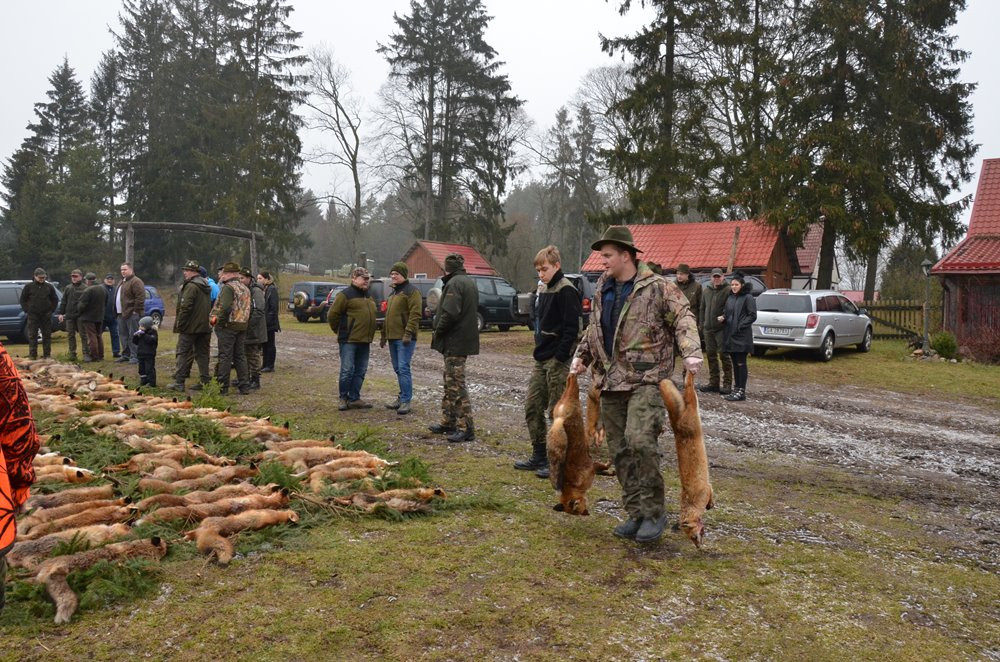 Kolejny pokot w Pażęcach. Myśliwi tłumaczą, że walczą ze szkodnikami i kultywują tradycję