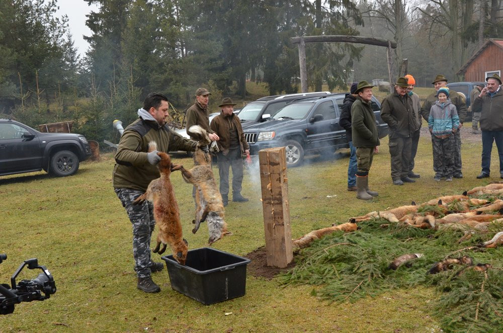 Kolejny pokot w Pażęcach. Myśliwi tłumaczą, że walczą ze szkodnikami i kultywują tradycję
