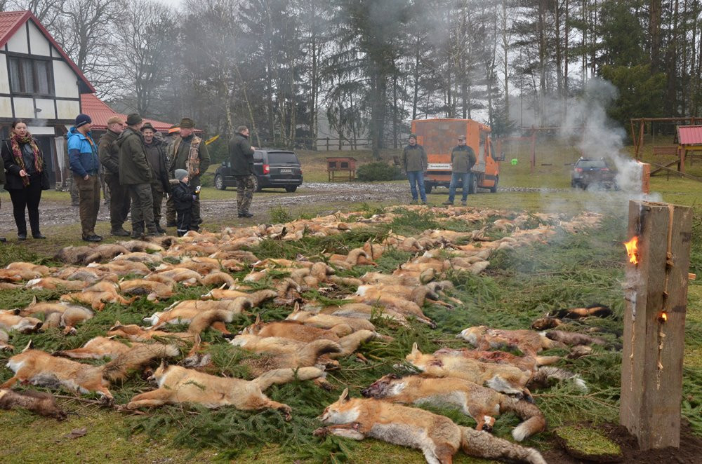 Kolejny pokot w Pażęcach. Myśliwi tłumaczą, że walczą ze szkodnikami i kultywują tradycję