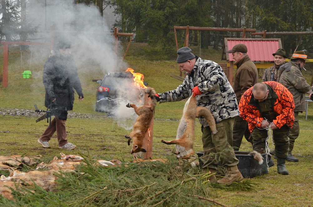 Kolejny pokot w Pażęcach. Myśliwi tłumaczą, że walczą ze szkodnikami i kultywują tradycję