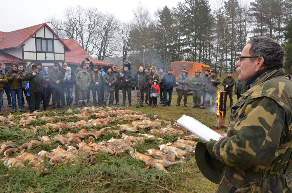 Kolejny pokot w Pażęcach. Myśliwi tłumaczą, że walczą ze szkodnikami i kultywują tradycję