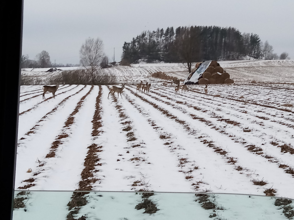 Zimowe widoki lasów w Paczewie, Ostrzycach, Prokowie, Sulęczynie... Galeria Waszych zdjęć