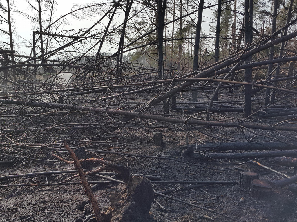 Sulęczyno. Płonął fragment lasu zniszczonego w sierpniowej nawałnicy