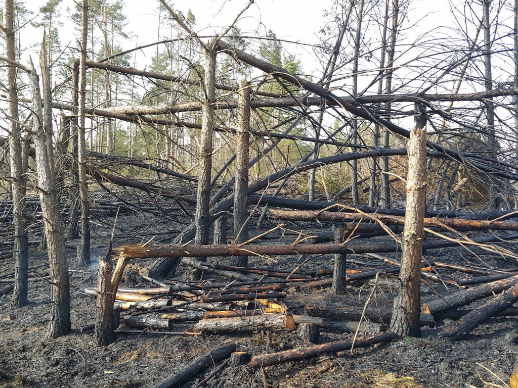 Sulęczyno. Płonął fragment lasu zniszczonego w sierpniowej nawałnicy
