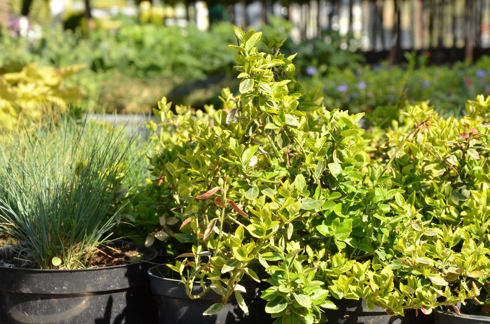 Ziegert Ogrody w Sierakowicach. Wiosna to dobry czas, by zaopatrzyć się w rośliny nie tylko do ogrodu