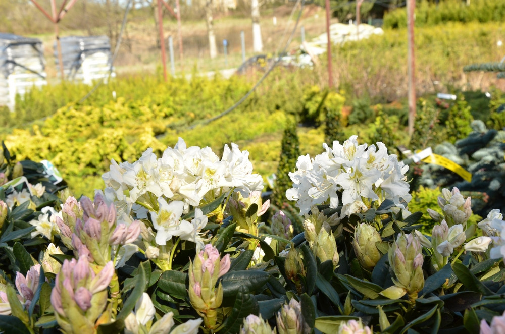 Ziegert Ogrody w Sierakowicach. Wiosna to dobry czas, by zaopatrzyć się w rośliny nie tylko do ogrodu
