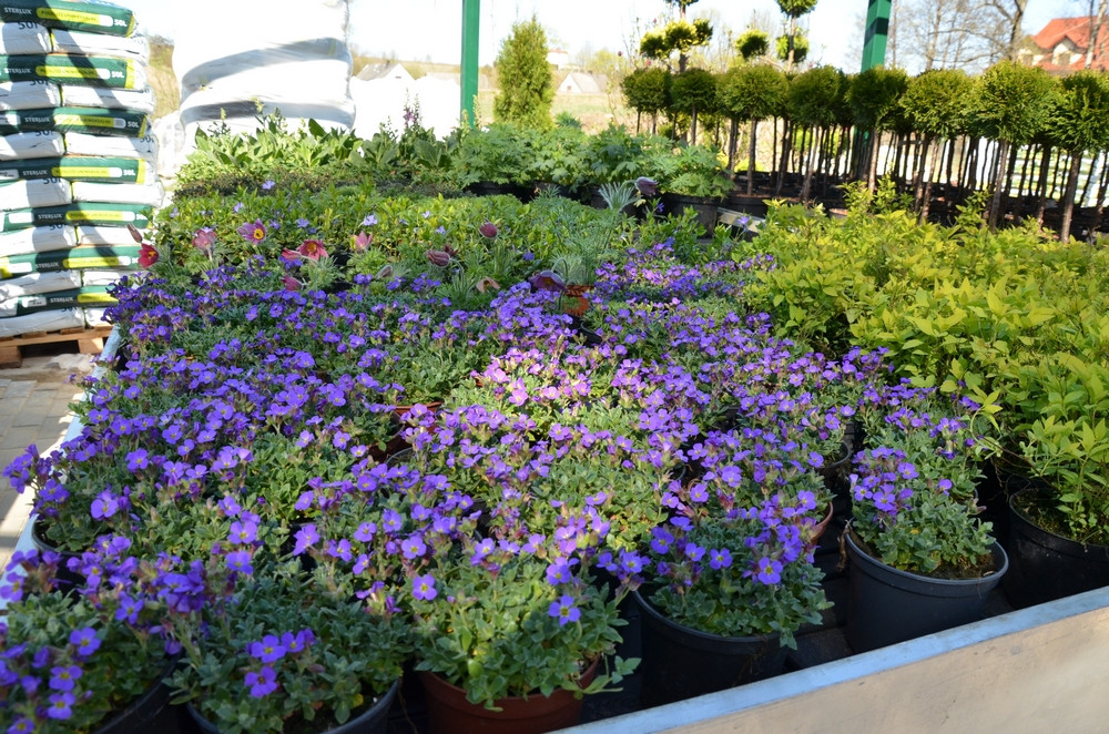 Ziegert Ogrody w Sierakowicach. Wiosna to dobry czas, by zaopatrzyć się w rośliny nie tylko do ogrodu