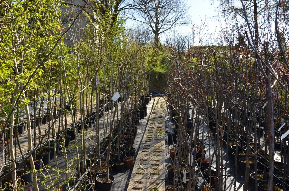 Ziegert Ogrody w Sierakowicach. Wiosna to dobry czas, by zaopatrzyć się w rośliny nie tylko do ogrodu