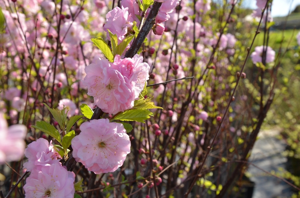 Ziegert Ogrody w Sierakowicach. Wiosna to dobry czas, by zaopatrzyć się w rośliny nie tylko do ogrodu