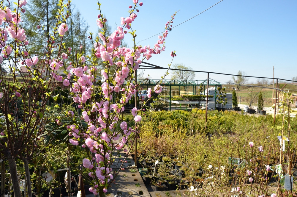 Ziegert Ogrody w Sierakowicach. Wiosna to dobry czas, by zaopatrzyć się w rośliny nie tylko do ogrodu