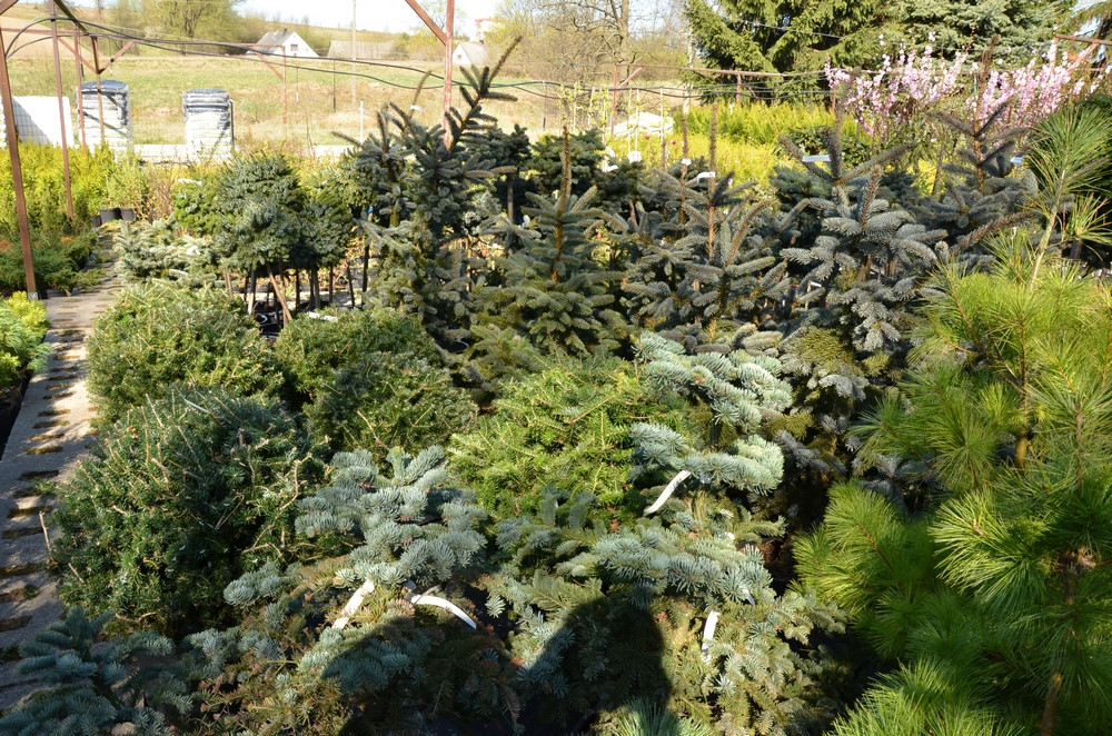 Ziegert Ogrody w Sierakowicach. Wiosna to dobry czas, by zaopatrzyć się w rośliny nie tylko do ogrodu