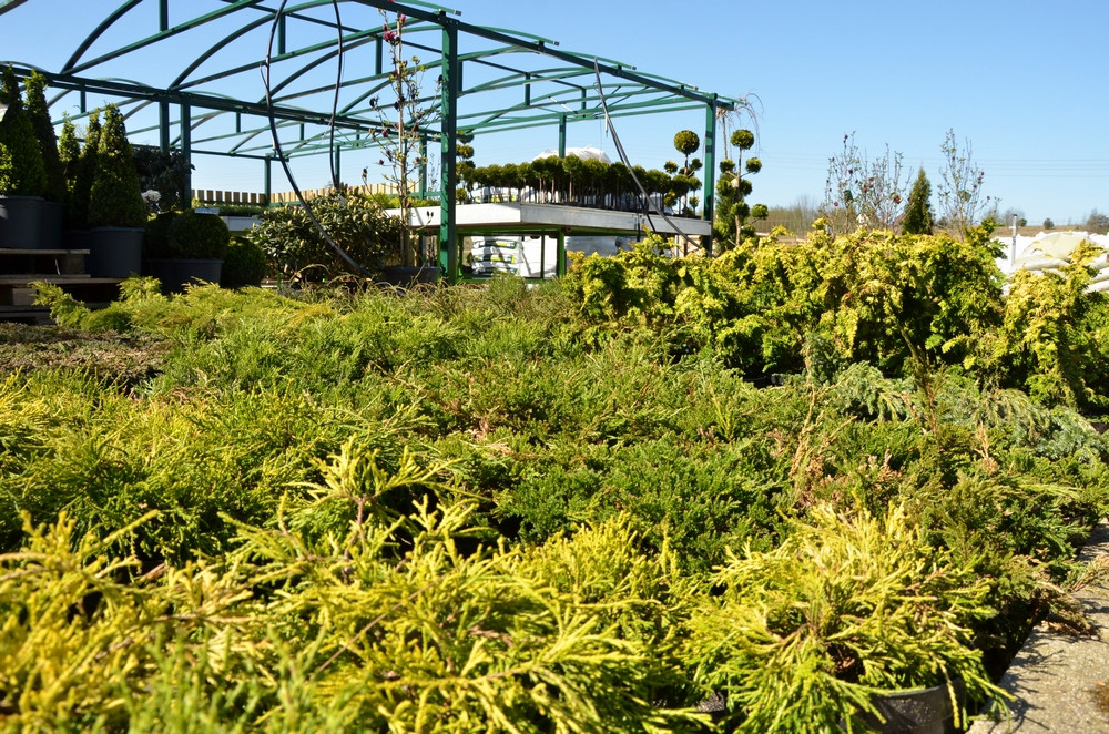 Ziegert Ogrody w Sierakowicach. Wiosna to dobry czas, by zaopatrzyć się w rośliny nie tylko do ogrodu