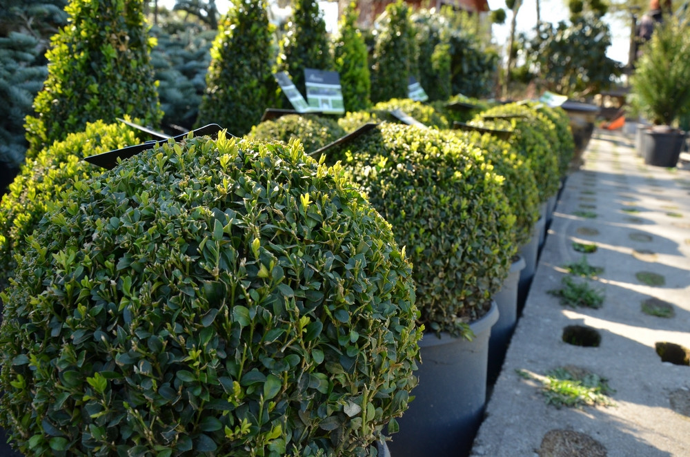 Ziegert Ogrody w Sierakowicach. Wiosna to dobry czas, by zaopatrzyć się w rośliny nie tylko do ogrodu