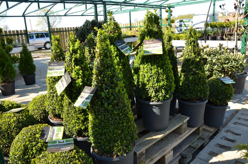 Ziegert Ogrody w Sierakowicach. Wiosna to dobry czas, by zaopatrzyć się w rośliny nie tylko do ogrodu