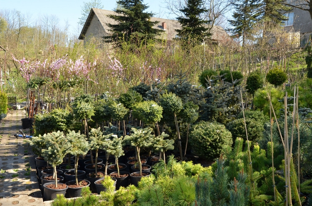 Ziegert Ogrody w Sierakowicach. Wiosna to dobry czas, by zaopatrzyć się w rośliny nie tylko do ogrodu