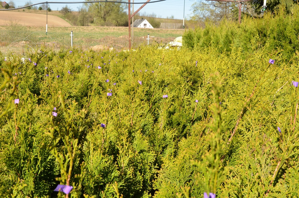 Ziegert Ogrody w Sierakowicach. Wiosna to dobry czas, by zaopatrzyć się w rośliny nie tylko do ogrodu