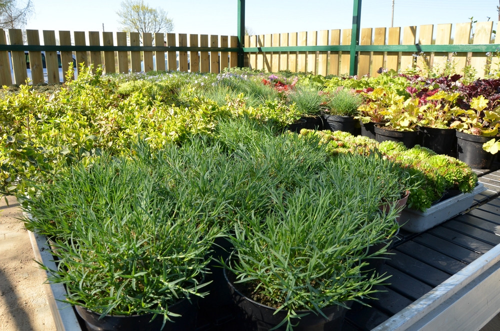 Ziegert Ogrody w Sierakowicach. Wiosna to dobry czas, by zaopatrzyć się w rośliny nie tylko do ogrodu