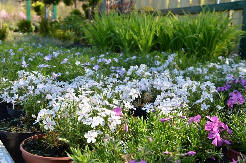 Ziegert Ogrody w Sierakowicach. Wiosna to dobry czas, by zaopatrzyć się w rośliny nie tylko do ogrodu