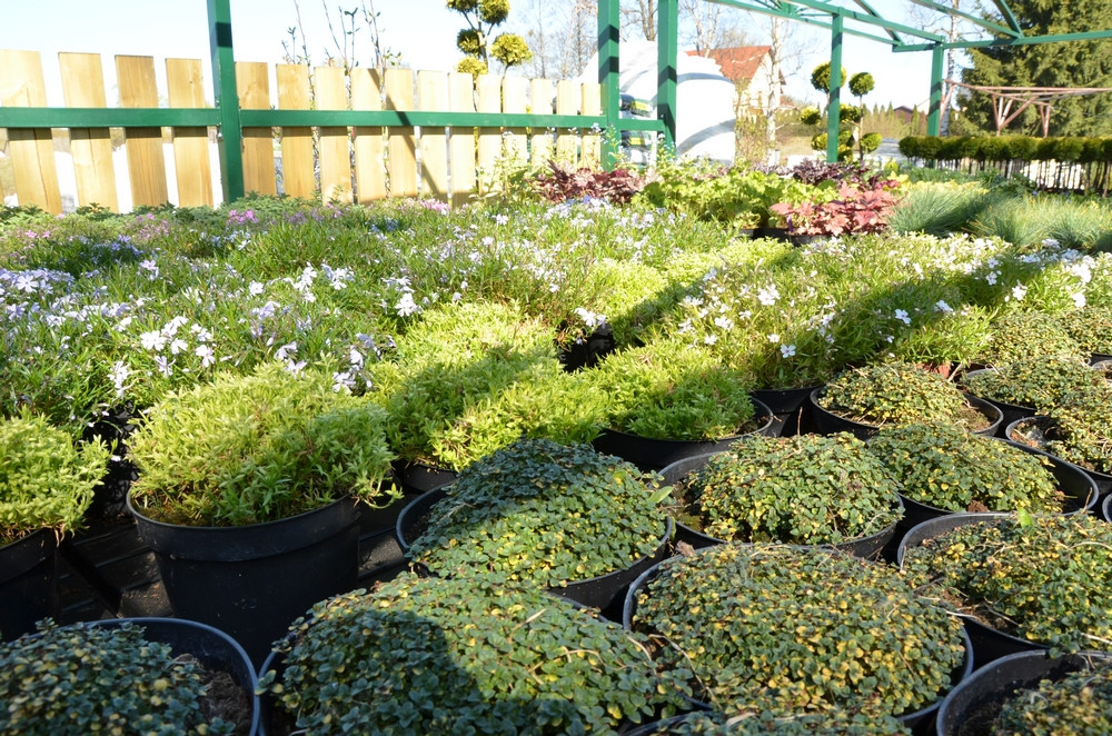 Ziegert Ogrody w Sierakowicach. Wiosna to dobry czas, by zaopatrzyć się w rośliny nie tylko do ogrodu