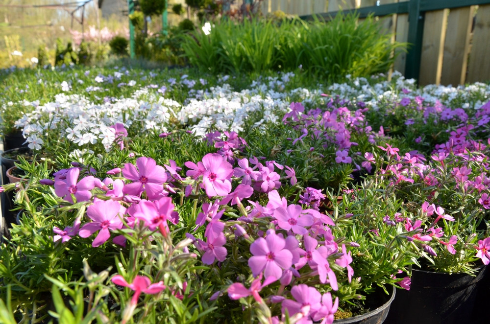 Ziegert Ogrody w Sierakowicach. Wiosna to dobry czas, by zaopatrzyć się w rośliny nie tylko do ogrodu