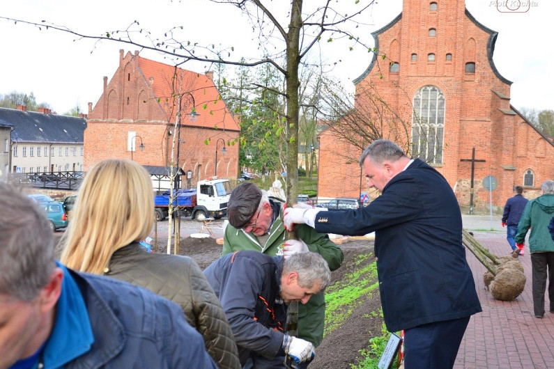 Kartuzy. Mieszkańcy wspólnie posadzili drzewa przy kolegiacie. Wkrótce powstanie tam park