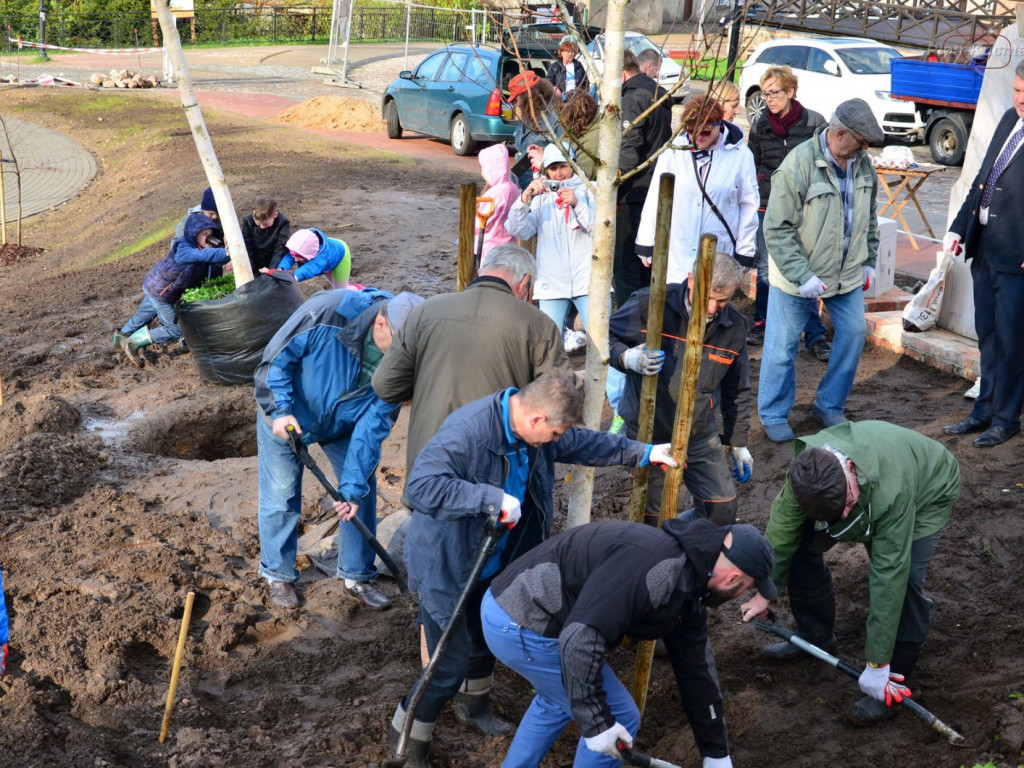 Kartuzy. Mieszkańcy wspólnie posadzili drzewa przy kolegiacie. Wkrótce powstanie tam park