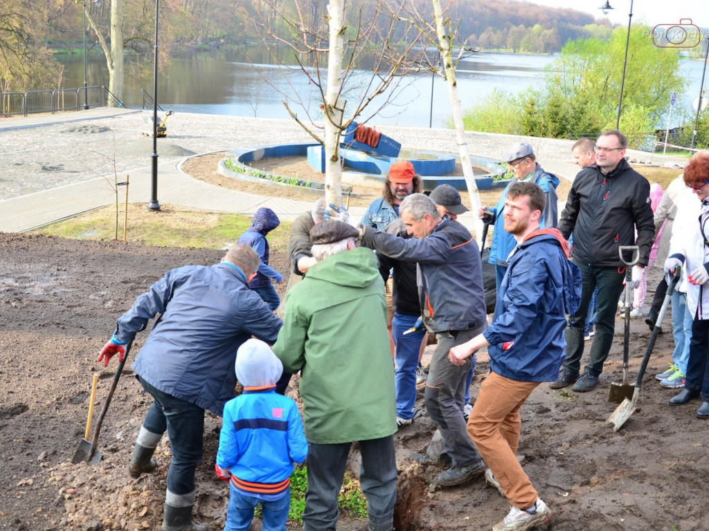 Kartuzy. Mieszkańcy wspólnie posadzili drzewa przy kolegiacie. Wkrótce powstanie tam park