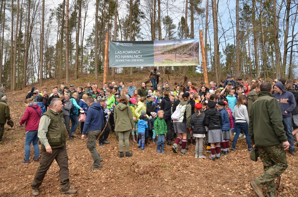 W Leśnictwie Kamionka las wraca po nawałnicy. Dziś posadzono prawie 10 tys. drzewek