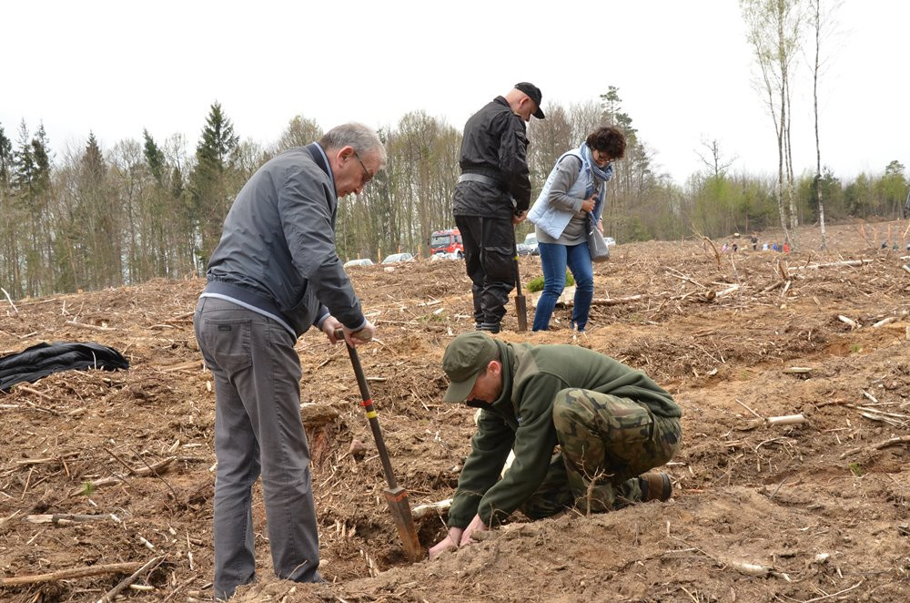 W Leśnictwie Kamionka las wraca po nawałnicy. Dziś posadzono prawie 10 tys. drzewek
