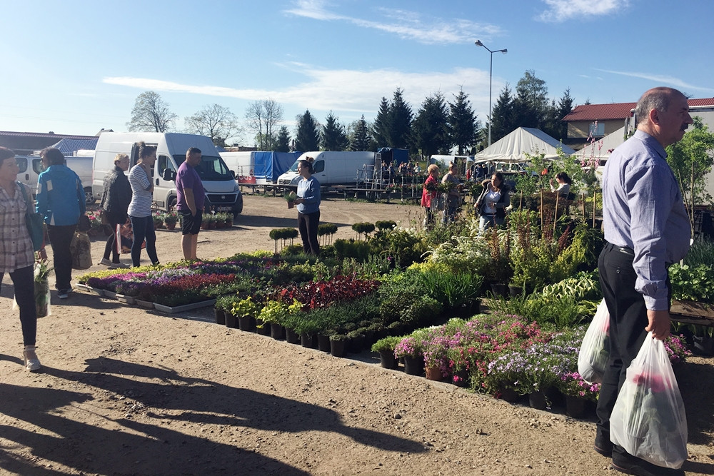 Sierakowice. Święto Kwiatów i Krzewów przyciągnęło miłośników ogrodnictwa