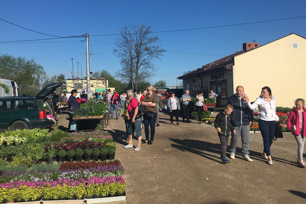 Sierakowice. Święto Kwiatów i Krzewów przyciągnęło miłośników ogrodnictwa