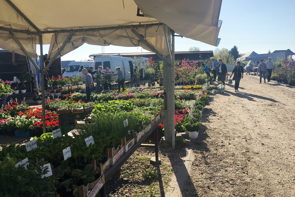 Sierakowice. Święto Kwiatów i Krzewów przyciągnęło miłośników ogrodnictwa