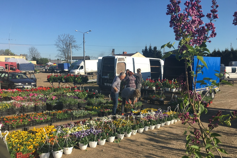 Sierakowice. Święto Kwiatów i Krzewów przyciągnęło miłośników ogrodnictwa