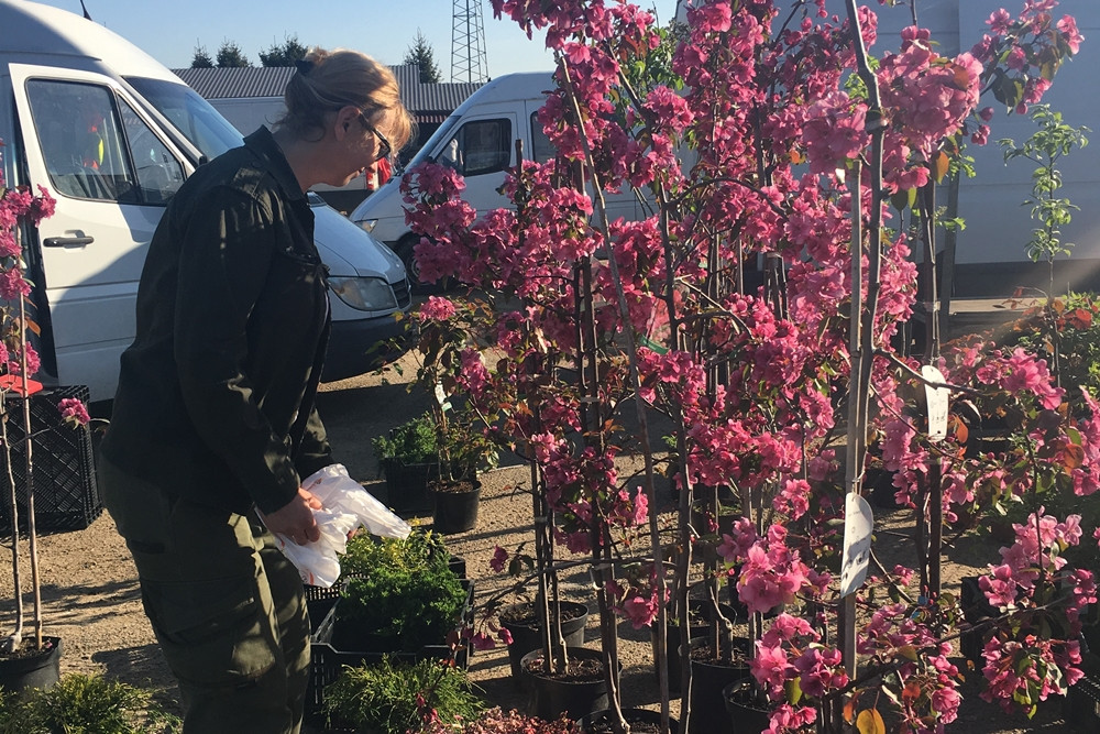 Sierakowice. Święto Kwiatów i Krzewów przyciągnęło miłośników ogrodnictwa