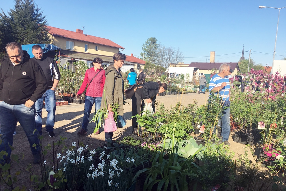 Sierakowice. Święto Kwiatów i Krzewów przyciągnęło miłośników ogrodnictwa