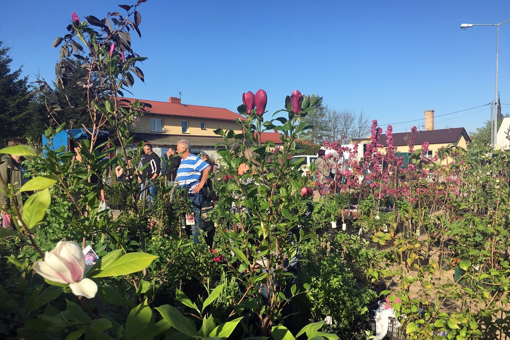 Sierakowice. Święto Kwiatów i Krzewów przyciągnęło miłośników ogrodnictwa