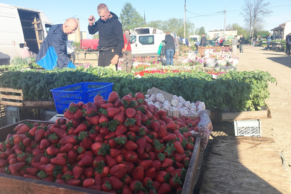 Sierakowice. Święto Kwiatów i Krzewów przyciągnęło miłośników ogrodnictwa