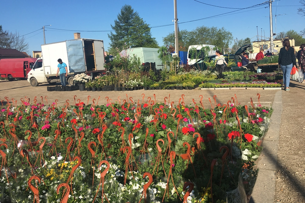 Sierakowice. Święto Kwiatów i Krzewów przyciągnęło miłośników ogrodnictwa