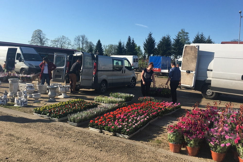 Sierakowice. Święto Kwiatów i Krzewów przyciągnęło miłośników ogrodnictwa