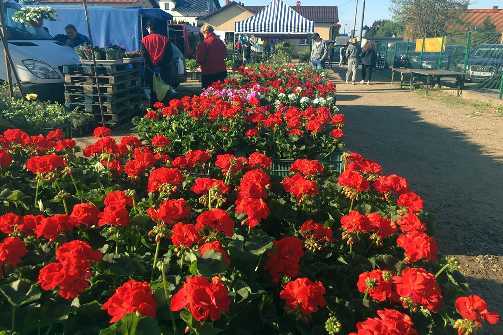 Sierakowice. Święto Kwiatów i Krzewów przyciągnęło miłośników ogrodnictwa