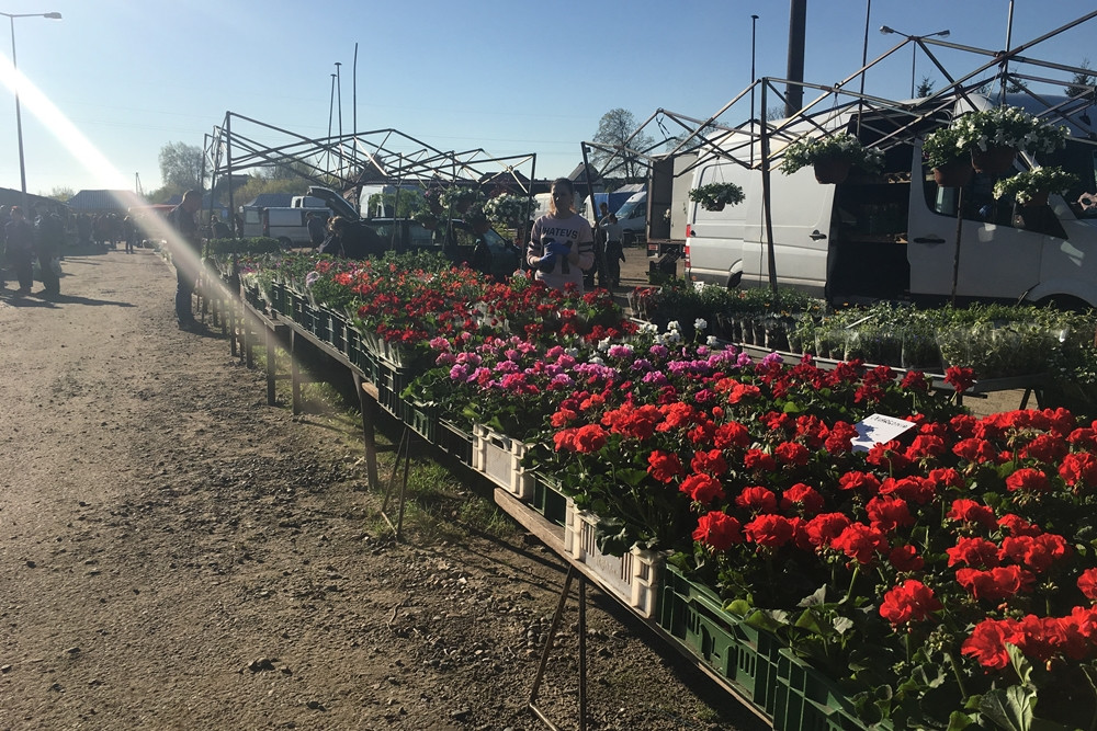 Sierakowice. Święto Kwiatów i Krzewów przyciągnęło miłośników ogrodnictwa