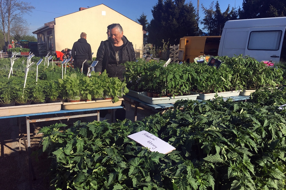 Sierakowice. Święto Kwiatów i Krzewów przyciągnęło miłośników ogrodnictwa