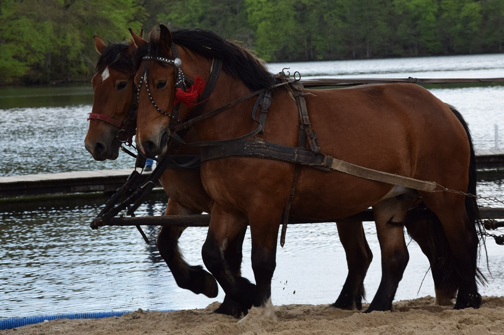 Majówka w Ostrzycach. Kilkanaście ekip rywalizowało w Turnieju Wiśta Wio