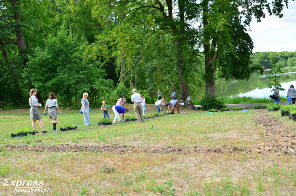 Sadzenie kwiatów przy kolegiacie