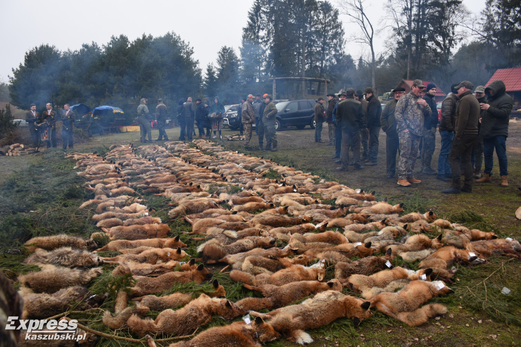 Doroczny pokot w Stężycy